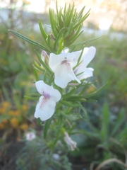 Misopates calycinum