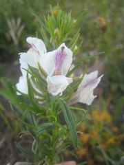 Misopates calycinum