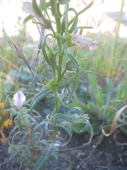 Misopates calycinum