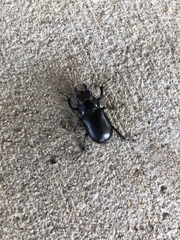Lucanus placidus