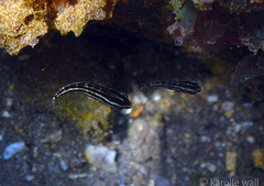 Scarus rubroviolaceus