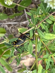 Romalea microptera