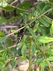 Romalea microptera