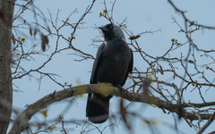 Corvus monedula
