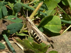 Omocestus panteli