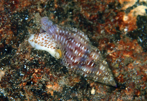 Prodotia iostoma observed 2018-12-07