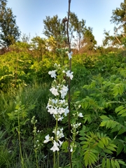 Penstemon tubaeflorus