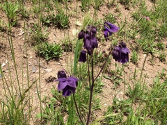 Aquilegia vulgaris