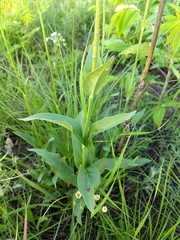 Penstemon tubaeflorus