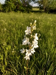 Penstemon tubaeflorus