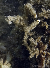 Schizophroida hilensis