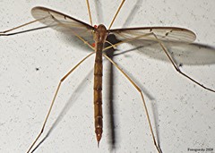 Tricyphona