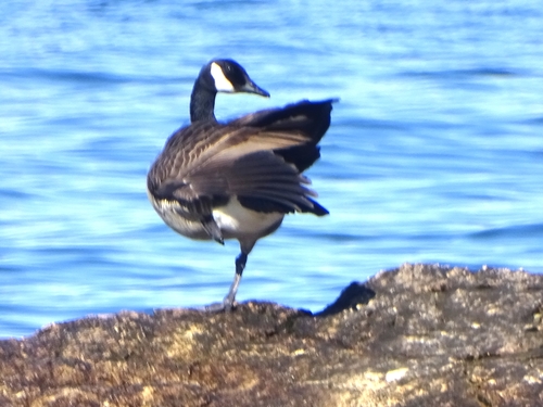 Canada Goose photographed in Vermont