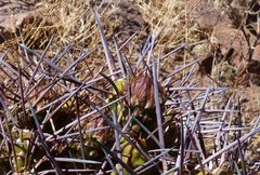 Maihueniopsis camachoi