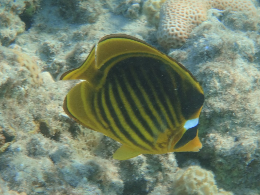 Diagonal butterflyfish
