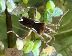 Platyvelia brachialis