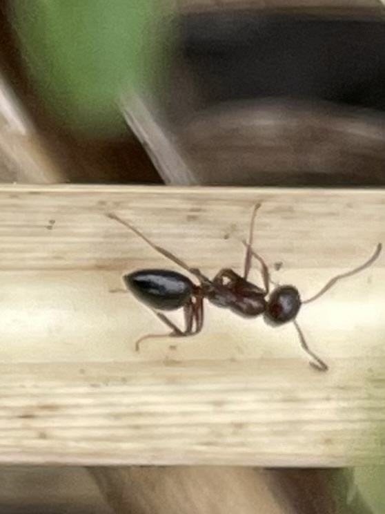 Colobopsis