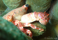 Goniosupradens hawaiensis