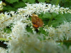 Pterodecta felderi