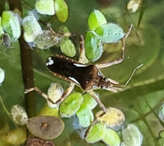 Platyvelia brachialis