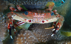 Goniosupradens hawaiensis