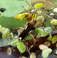 Platyvelia brachialis