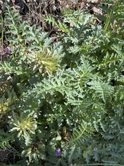 Pedicularis densiflora