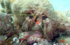 Dardanus sanguinocarpus