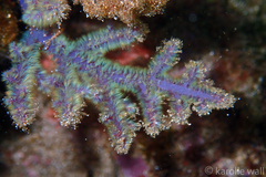 Dasya iridescens