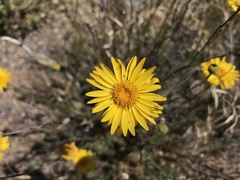 Xanthisma spinulosum gooddingii
