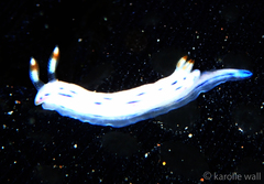 Hypselodoris bertschi