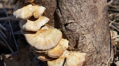 Fungi