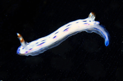 Hypselodoris bertschi