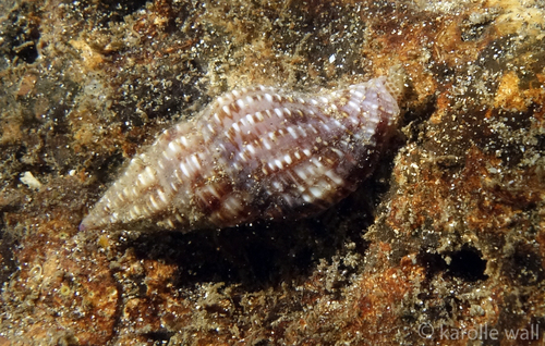 Prodotia iostoma observed 2018-12-07