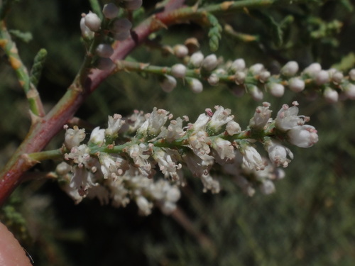 Tamarix nilotica image