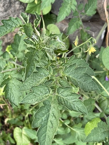 Solanum lycopersicum image