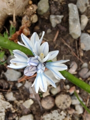 Puschkinia