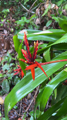 Aechmea tillandsioides
