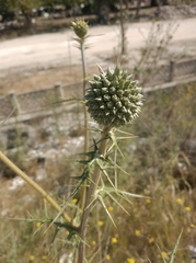 Echinops spinosissimus
