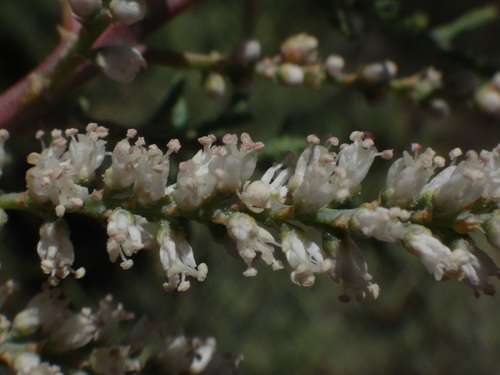 Image of Tamarix nilotica by (c) Christian Berg, some rights reserved (CC BY)