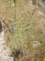 Echinops spinosissimus