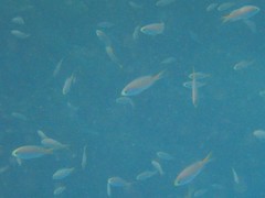 Mirolabrichthys evansi