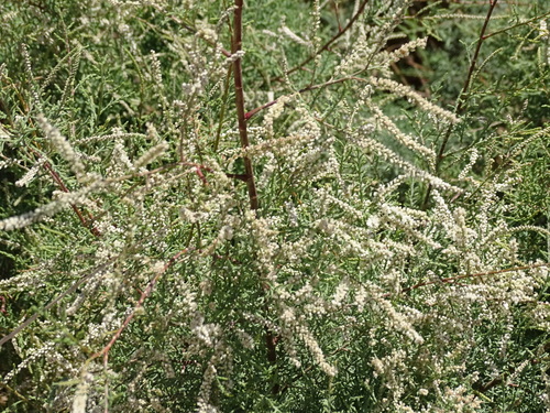 Image of Tamarix nilotica by (c) Christian Berg, some rights reserved (CC BY)