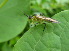 Tenthredo finschi