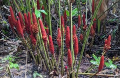 Costus erythrocoryne