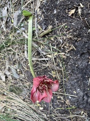 Haemanthus