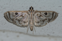 Rhimphalea