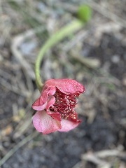 Haemanthus
