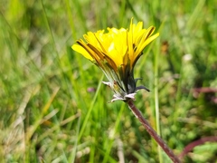 Taraxacum tortilobum