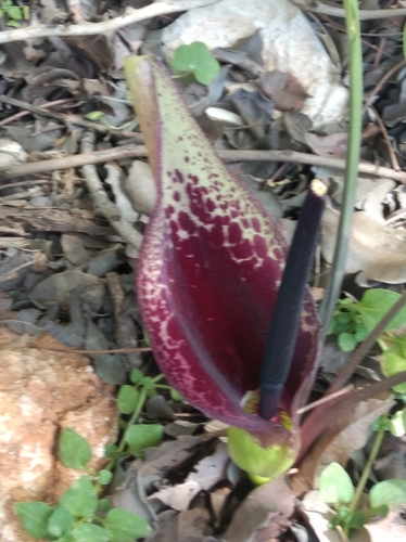 Arum dioscoridis (Arum dioscoridis)